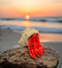 Home Sweet Shell: A 3D-Printed Hermit Crab